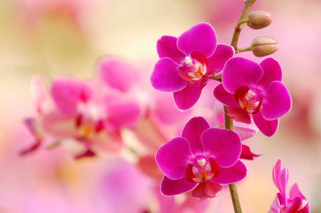 Pink blossoms of orchid, Phalaenopsis Pink blossoms of orchid, Phalaenopsis