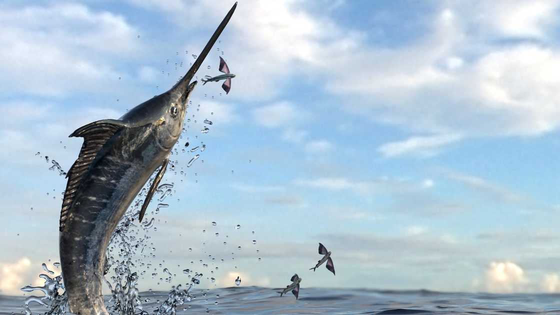 A Swordfish lunges from the water to catch its prey, flying fishes.