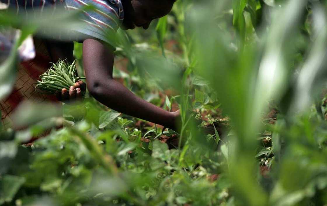 Mount Kenya is a fertile region in the heart of the country Mount Kenya is a fertile region in the heart of the country