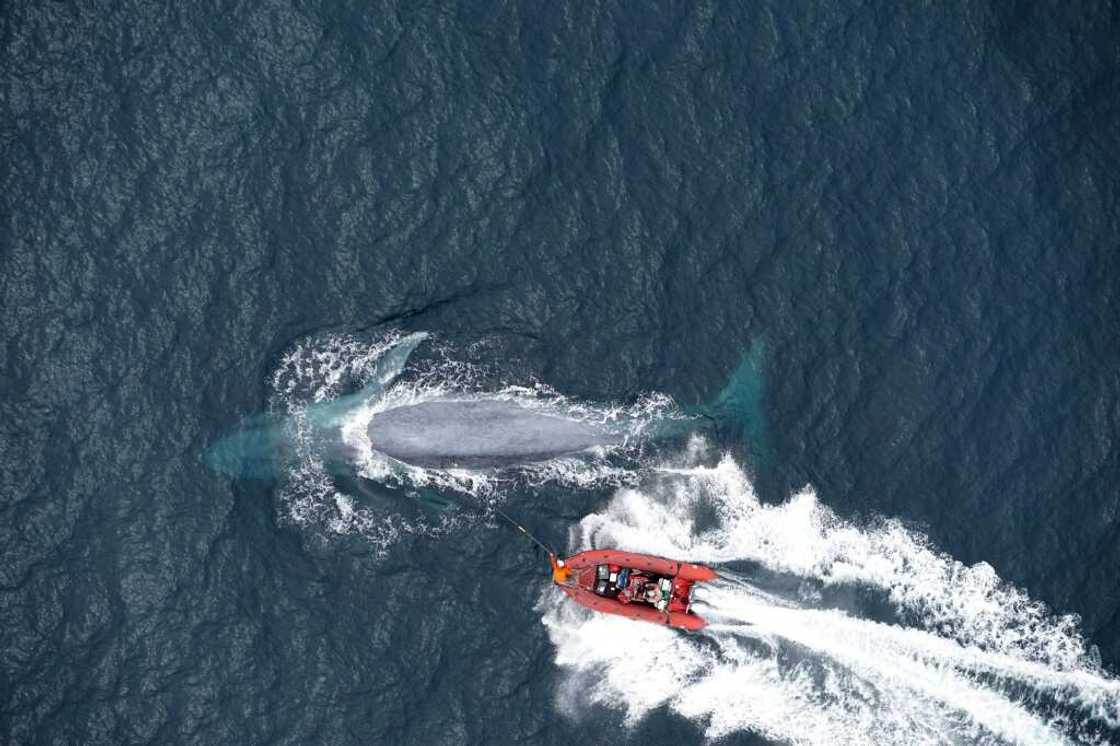 The researchers attach a tag to the back of a blue whale off the coast of California The researchers attach a tag to the back of a blue whale off the coast of California