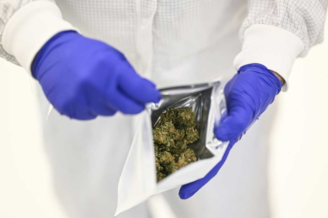 A Tilray worker seals cannabis flowers in a bag at their Portugal farm A Tilray worker seals cannabis flowers in a bag at their Portugal farm