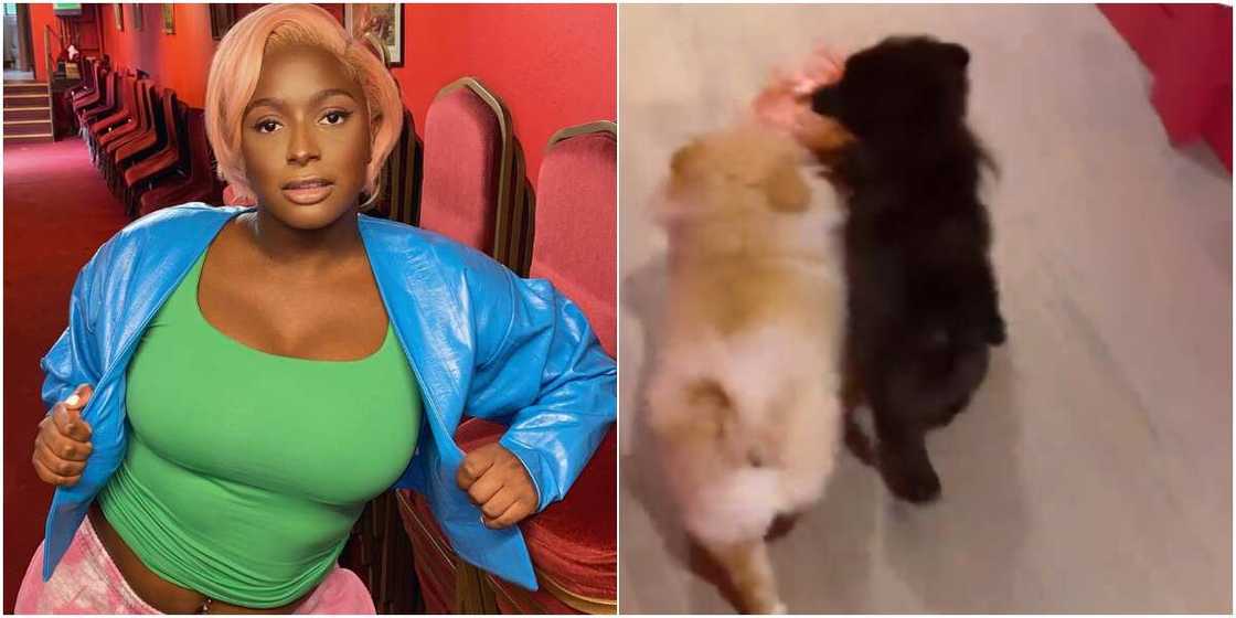 DJ Cuppy and her dogs DJ Cuppy and her dogs