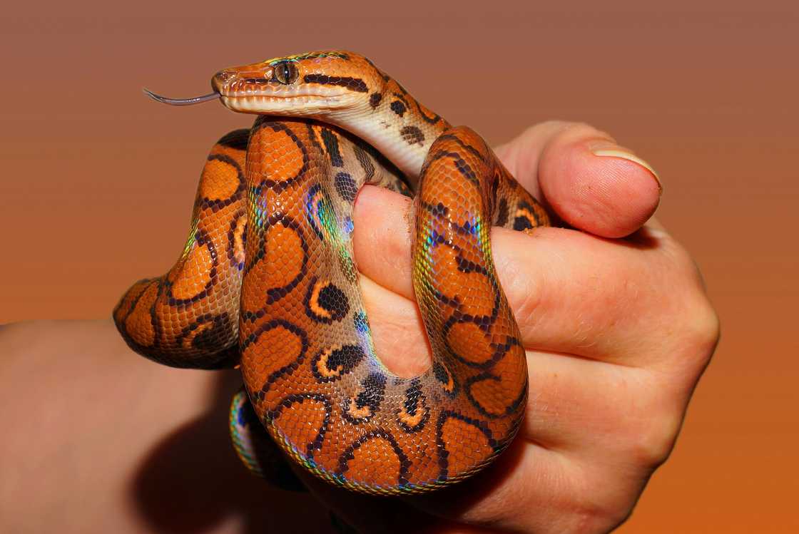 A person holding a black and red snake