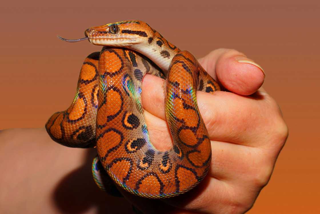 A person holding a black and red snake A person holding a black and red snake