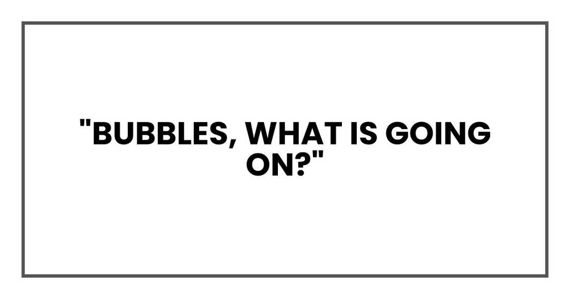 "Bubbles, what is going on?" "Bubbles, what is going on?"