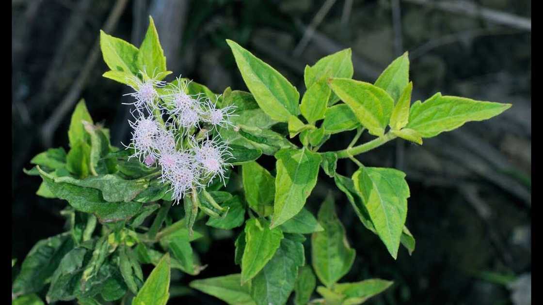 Chromolaena odorata Chromolaena odorata