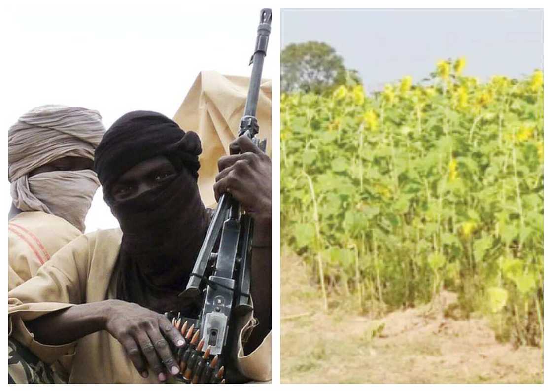 Bandit-Farm Bandit-Farm