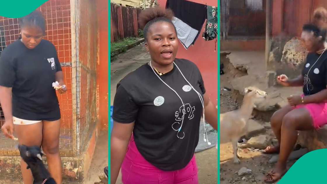 A Nigerian lady who wishes she could travel to Zanzibar, Tanzania, feeds strange goats in Lagos instead. A Nigerian lady who wishes she could travel to Zanzibar, Tanzania, feeds strange goats in Lagos instead.