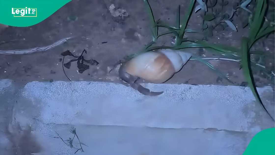 Lady discovers hermit crab outside her compound. Lady discovers hermit crab outside her compound.