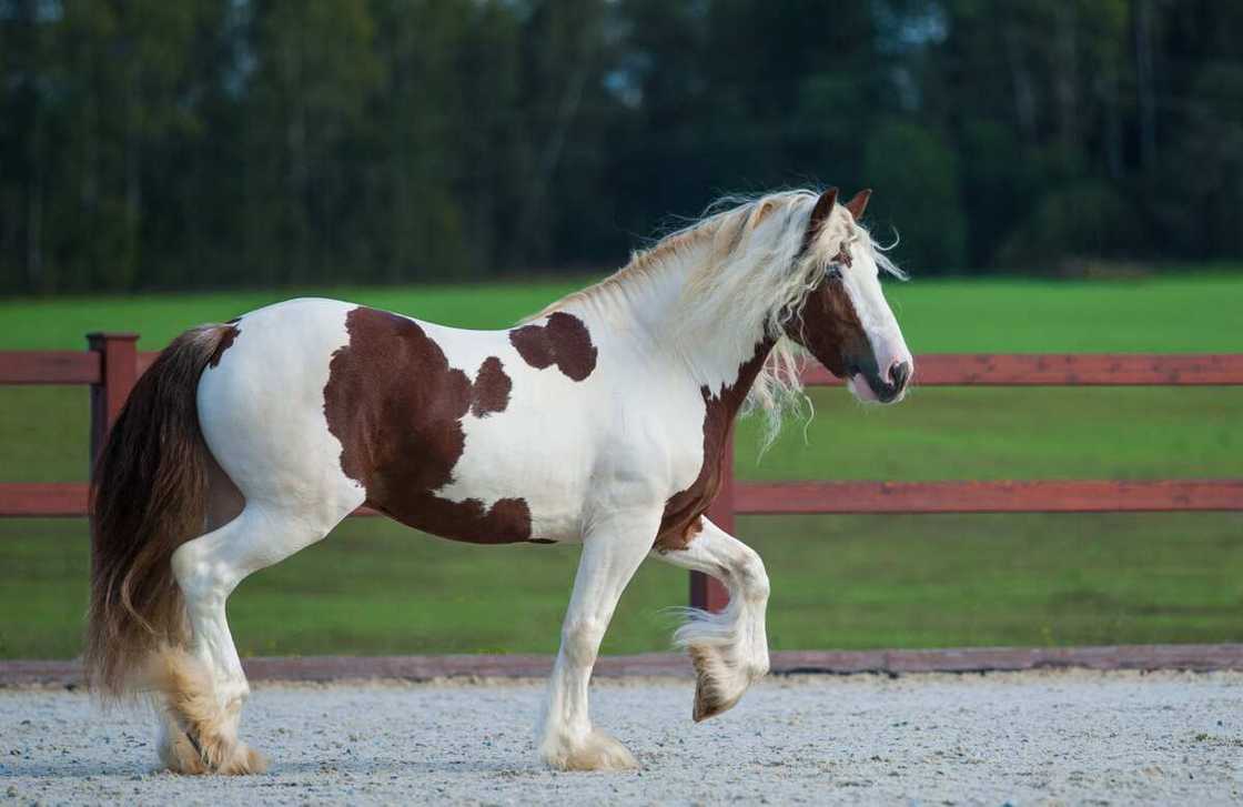 Le Gypsy Vanner, le plus beau cheval du monde Le Gypsy Vanner, le plus beau cheval du monde