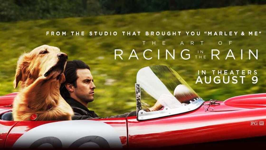 the art of racing in the rain book the art of racing in the rain book