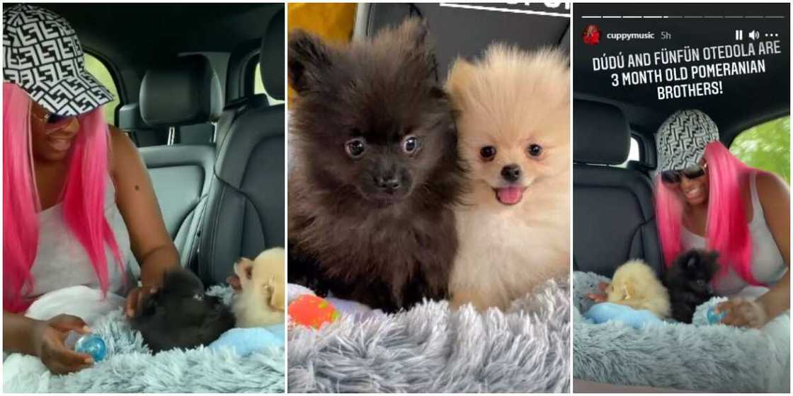 Dye Them Pink: Reactions as DJ Cuppy Shows Off Her New Dogs, Dudu and Funfun Otedola Dye Them Pink: Reactions as DJ Cuppy Shows Off Her New Dogs, Dudu and Funfun Otedola