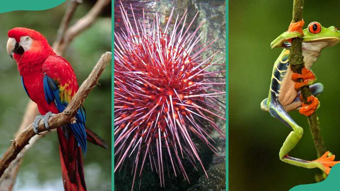 Red animals; (L to R) scarlet macaw, red sea urchin, and red-eyed tree frog