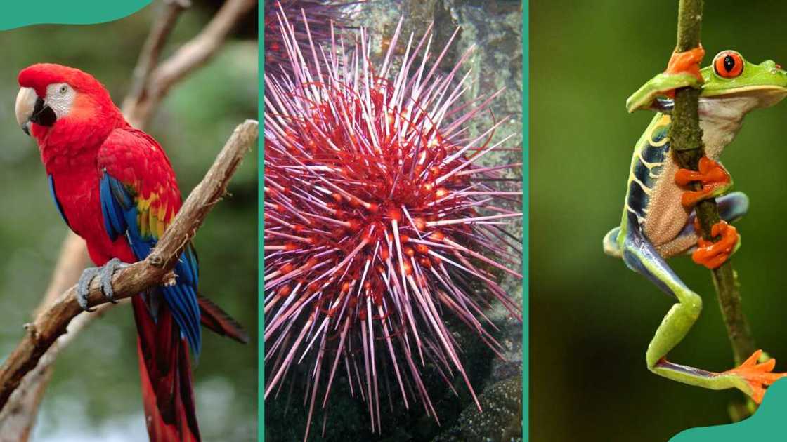 Red animals; (L to R) scarlet macaw, red sea urchin, and red-eyed tree frog Red animals; (L to R) scarlet macaw, red sea urchin, and red-eyed tree frog