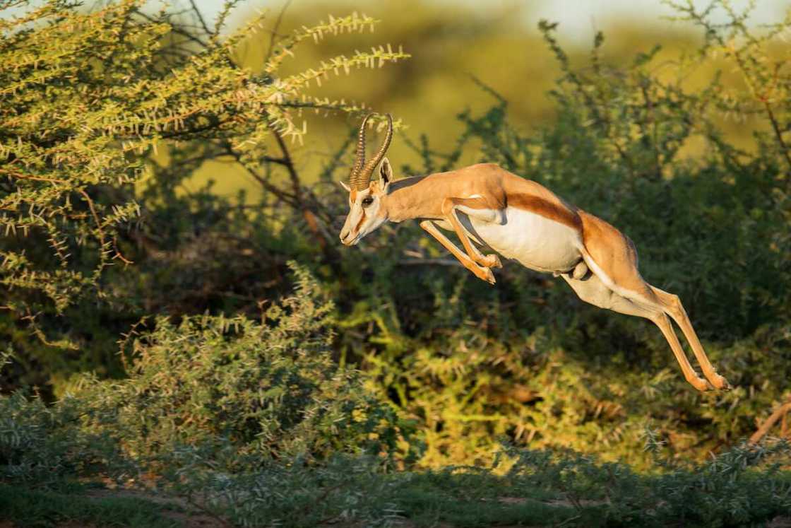 What is the fastest animal in the world? What is the fastest animal in the world?