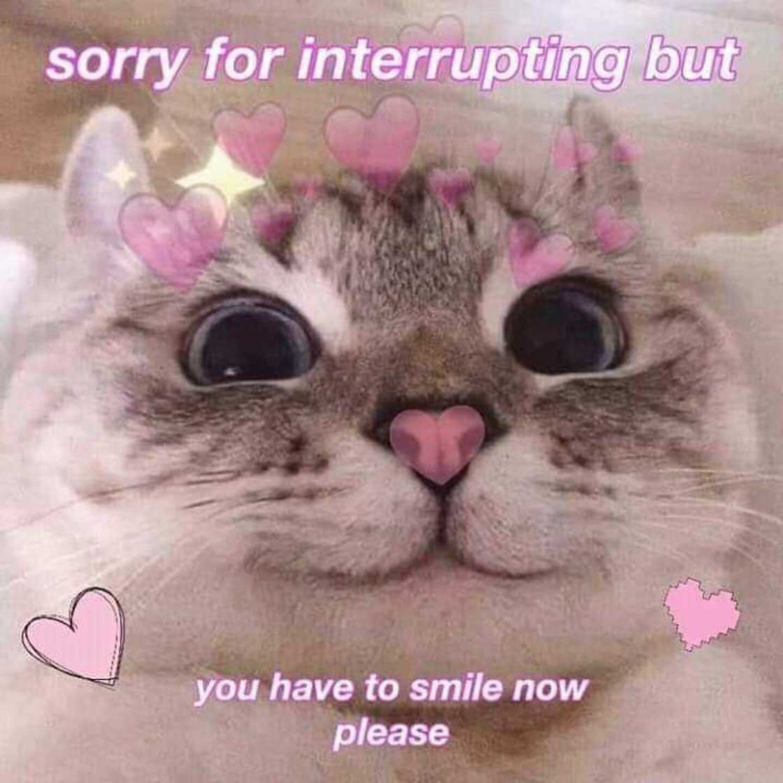 Cute flirty quotes, memes and messages to send to your crush Cute flirty quotes, memes and messages to send to your crush