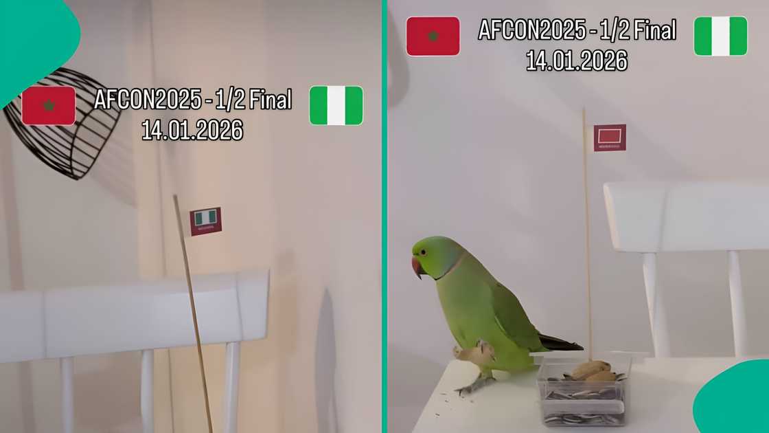 A parrot that correctly predicted Nigeria vs Algeria AFCON quarter-final now predicts the semi-final, trending on social media, with fans reacting online. A parrot that correctly predicted Nigeria vs Algeria AFCON quarter-final now predicts the semi-final, trending on social media, with fans reacting online.