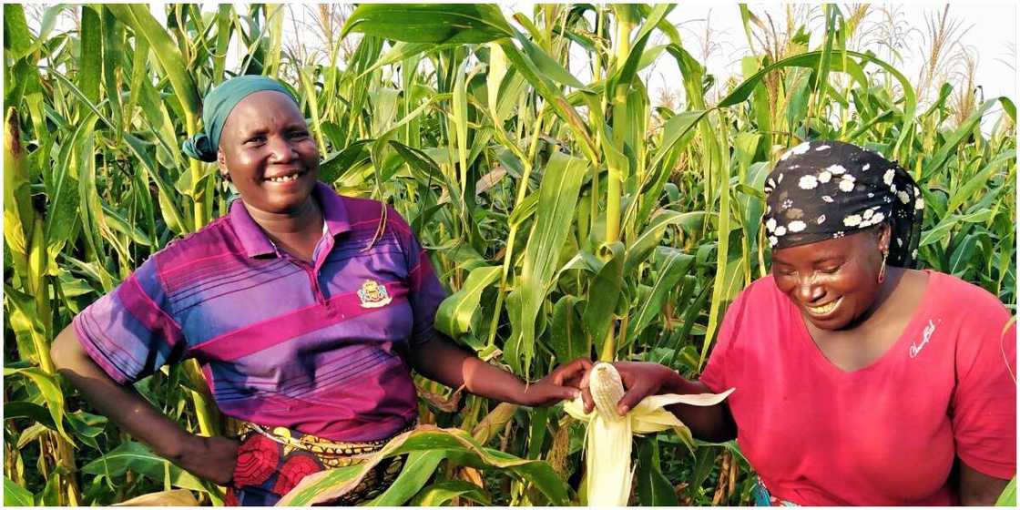 Nigerian Farmers to Benefit From Over N722 Million Raised By Software Engineer, Ayodeji Arikawe Nigerian Farmers to Benefit From Over N722 Million Raised By Software Engineer, Ayodeji Arikawe
