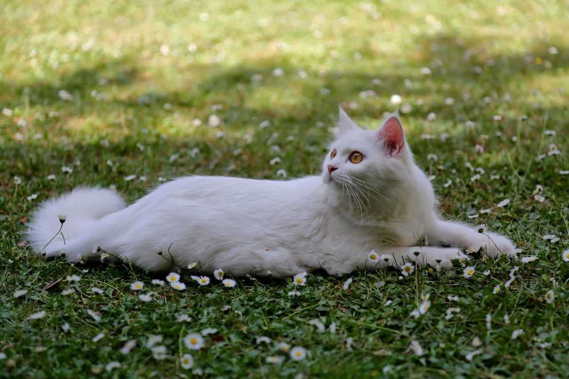 Side view of a cat lying on lush green garden.