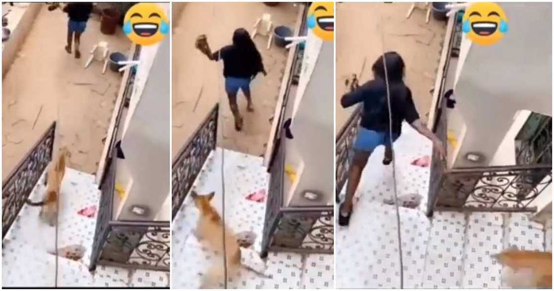 Man, dog, hot chase, ex-girlfriend Man, dog, hot chase, ex-girlfriend