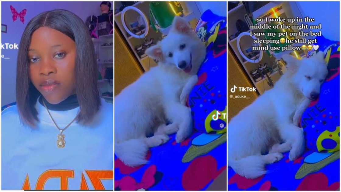 Lady talks to her dog/pets sleep on bed. Lady talks to her dog/pets sleep on bed.