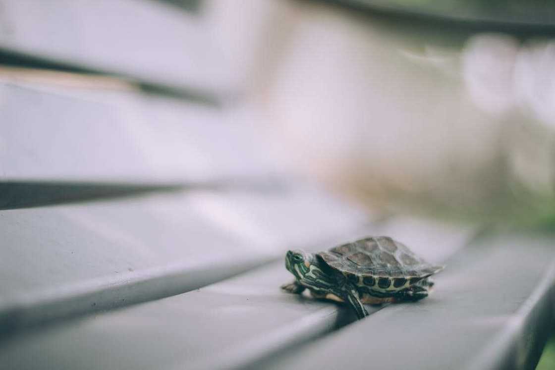 baby turtle names baby turtle names