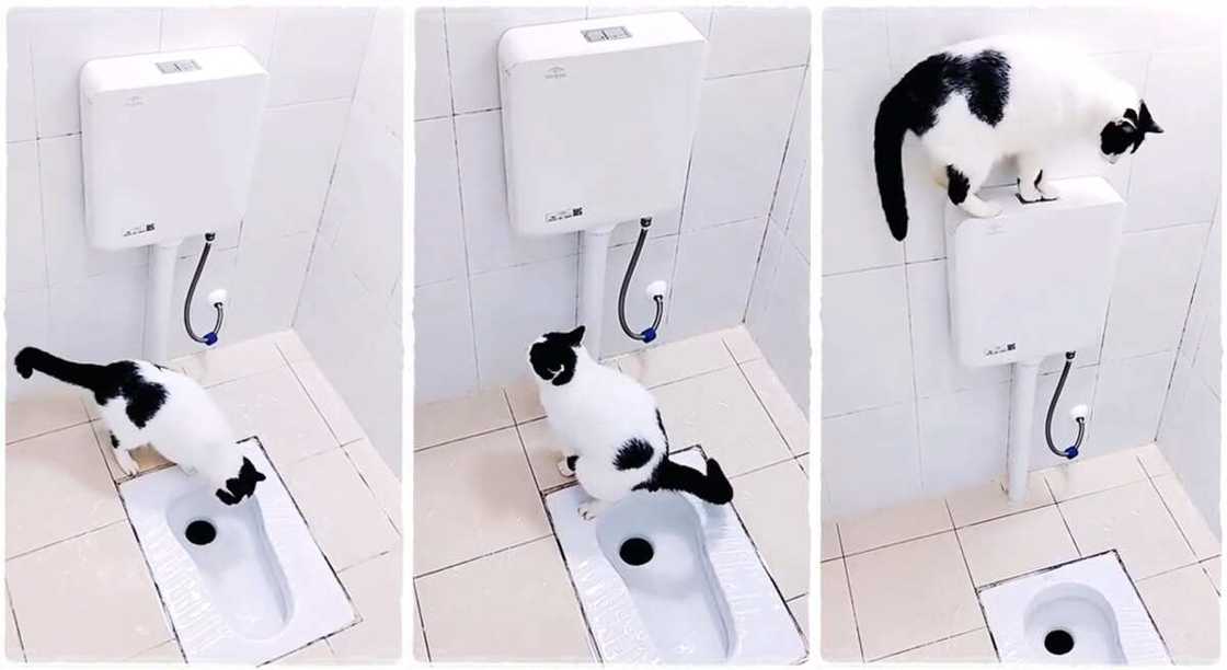 Photos of a cat that could flush toilet.