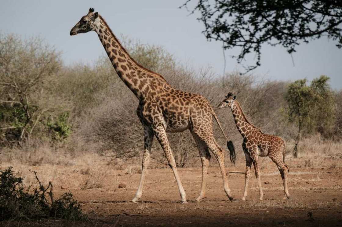 Maasai giraffes in Amboseli, Kenya, on June 21, 2022