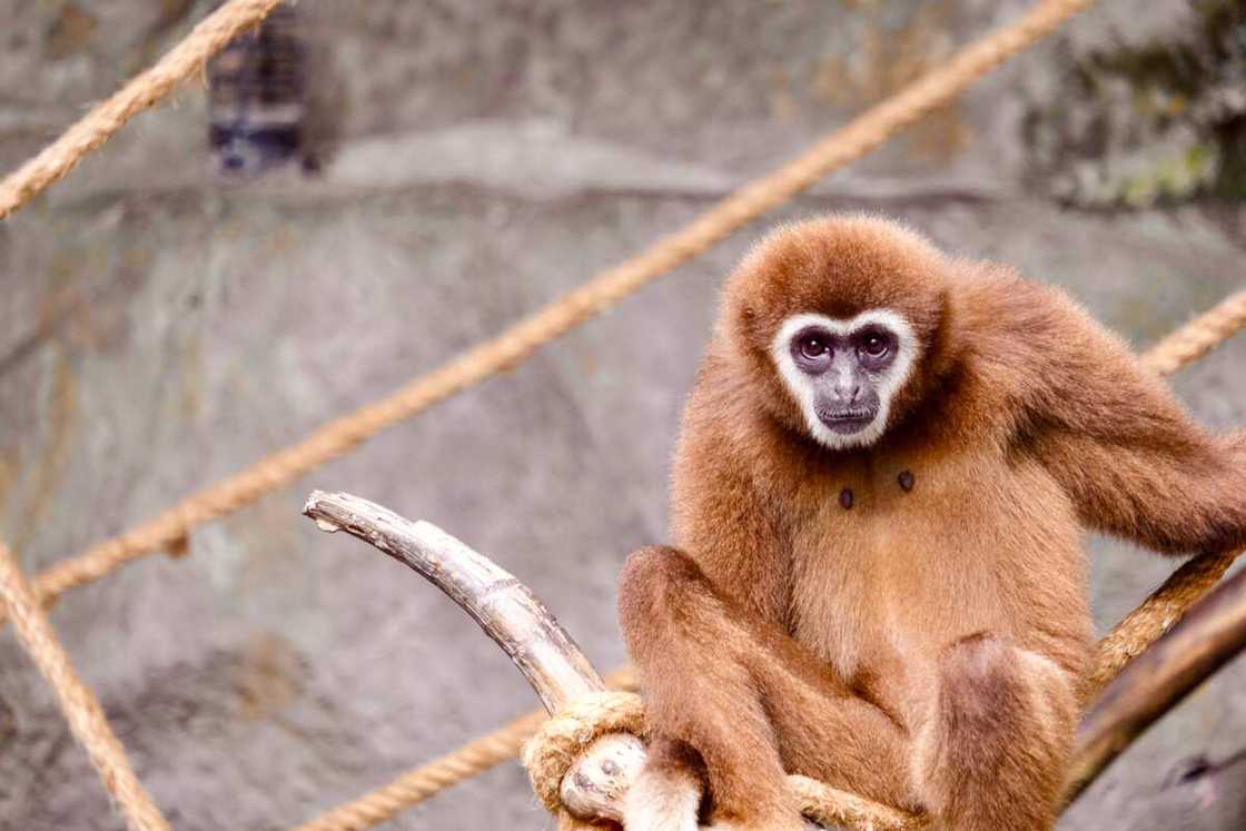 what is the rarest animal in the world what is the rarest animal in the world