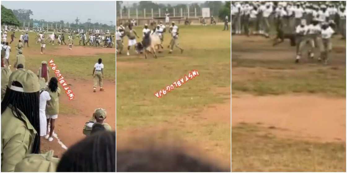 Corps members and soldiers could be seen chasing a marauding cow around a field Corps members and soldiers could be seen chasing a marauding cow around a field