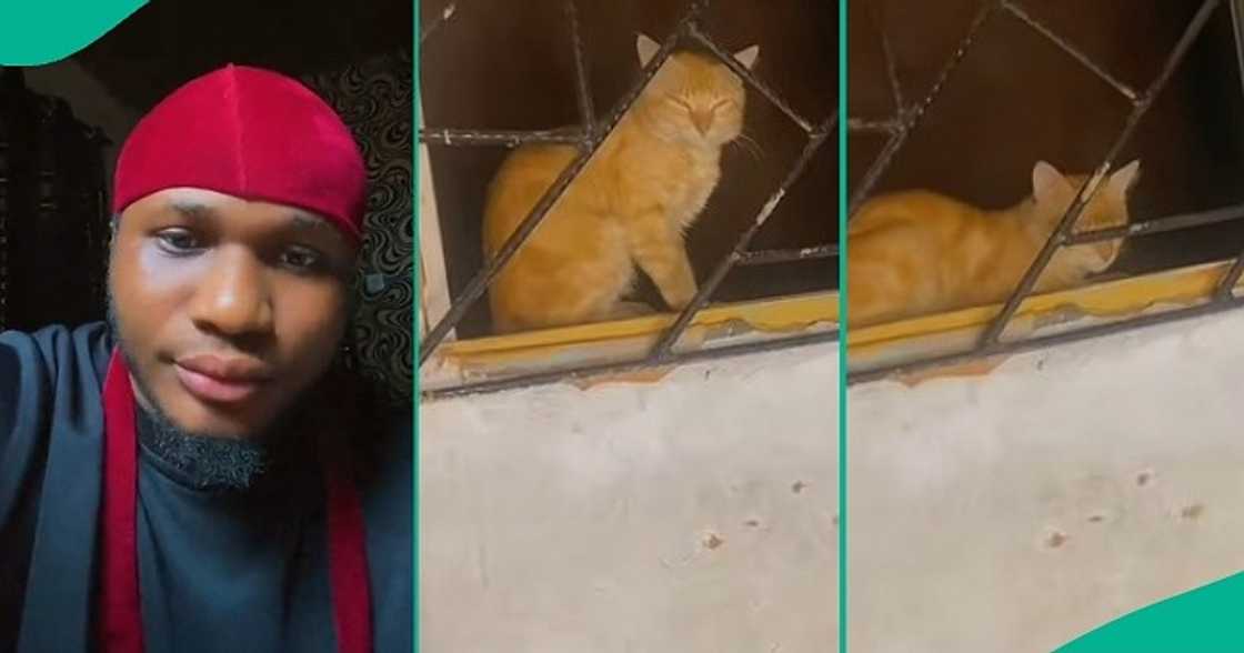 Nigerian man who was visited by orange cat shares experience Nigerian man who was visited by orange cat shares experience
