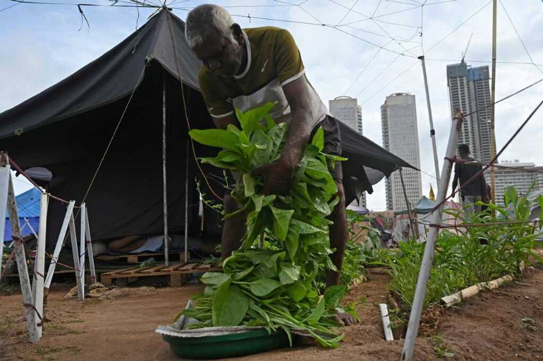 With food prices soaring, some Sri Lankans are growing their own vegetables to feed their families With food prices soaring, some Sri Lankans are growing their own vegetables to feed their families