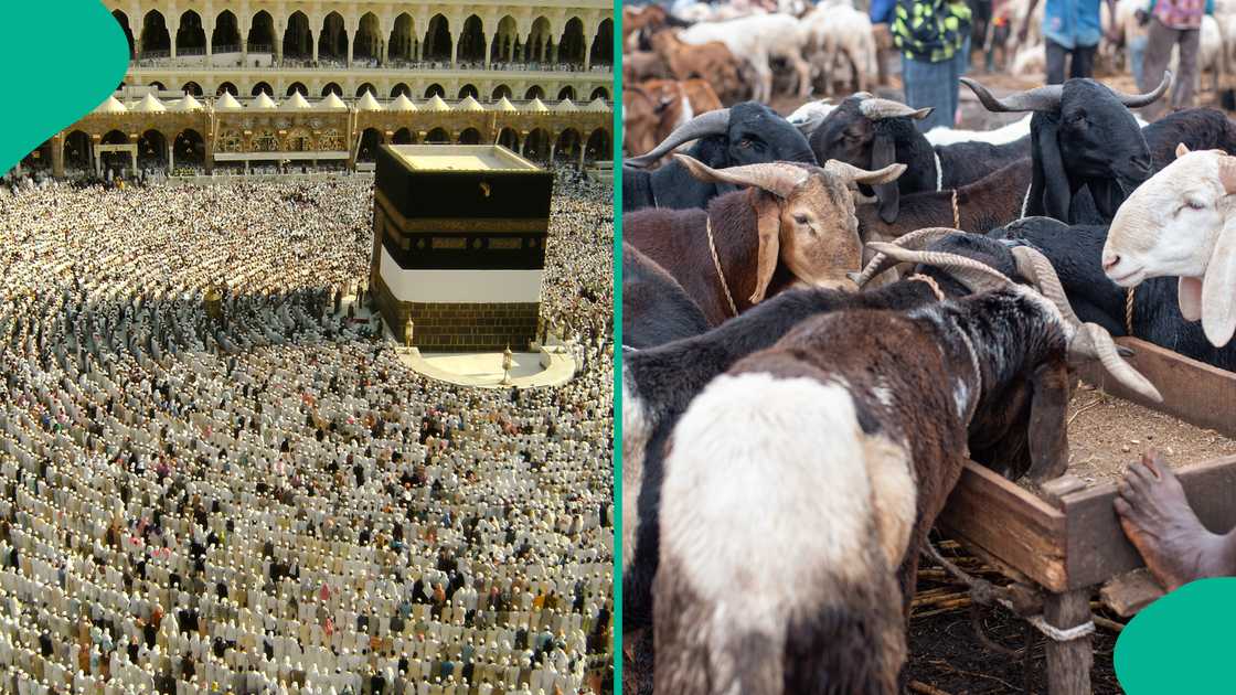 The festival highlights Qurbani, Eid prayers, and charity as central rituals that strengthen communities. The festival highlights Qurbani, Eid prayers, and charity as central rituals that strengthen communities.