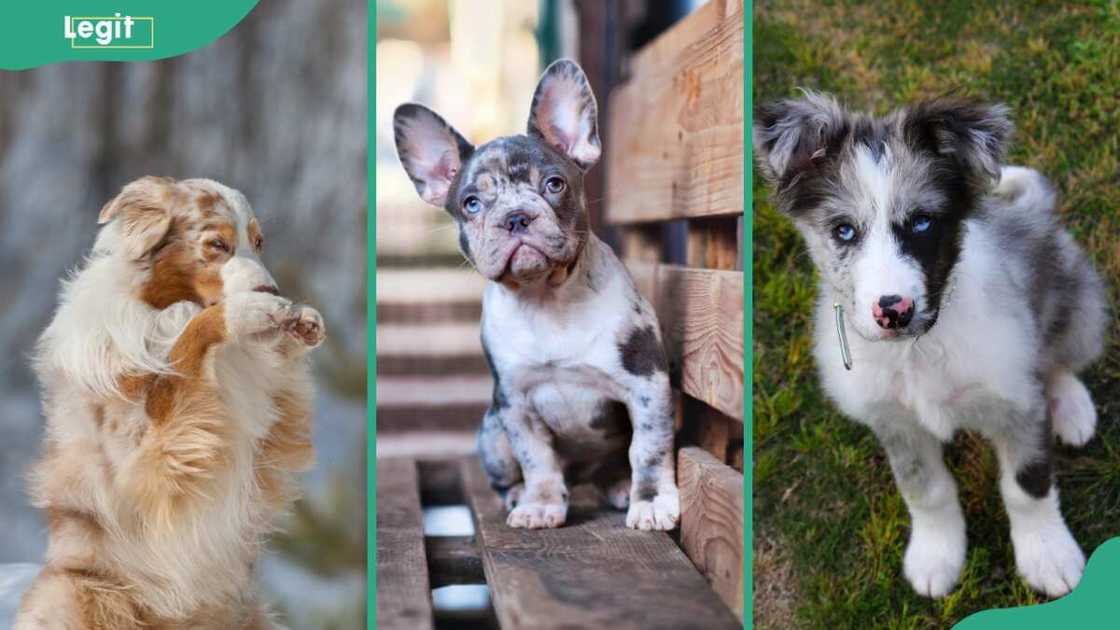 Australian Shepherd (L), French Bulldog (C), Australian Koolie (R)