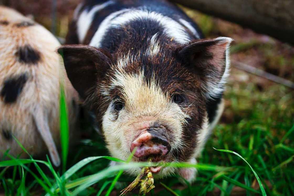 Boy pig names Boy pig names