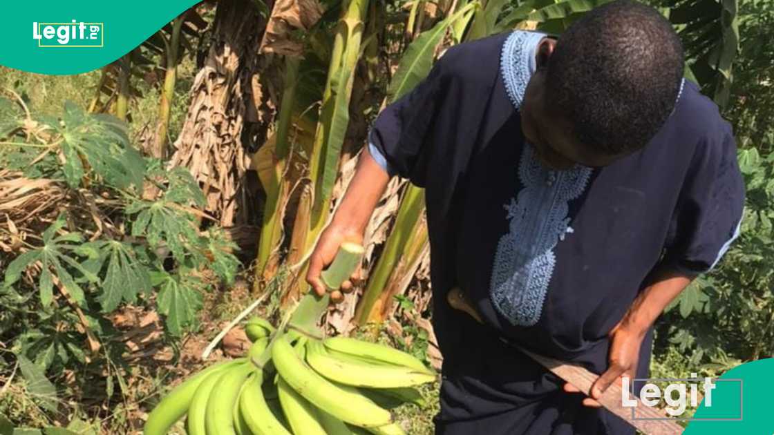 The season of harvest for Iwoye-Aiyedokun community members in Ogun State