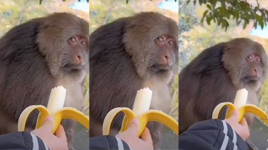 Funny reactions from a monkey makes people laugh Funny reactions from a monkey makes people laugh