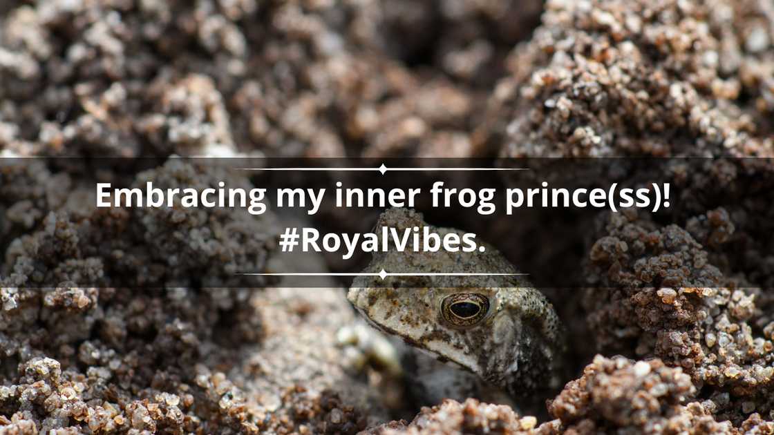 Frog puns for Instagram