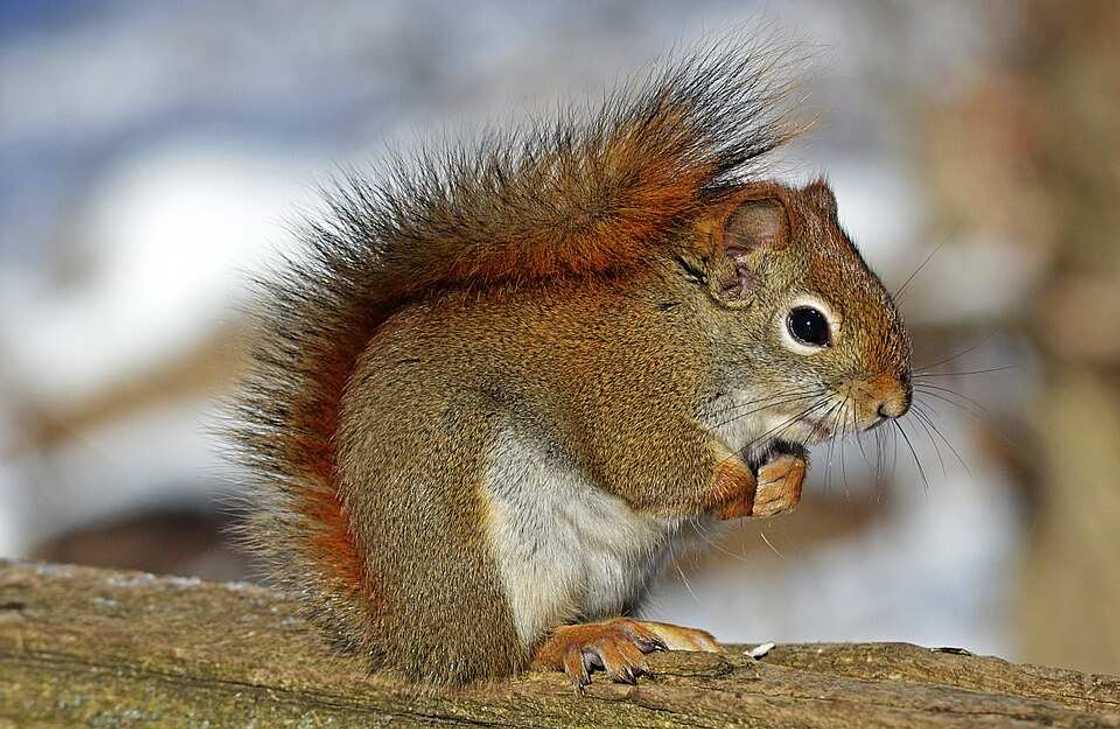 Squirrel in the environment Squirrel in the environment