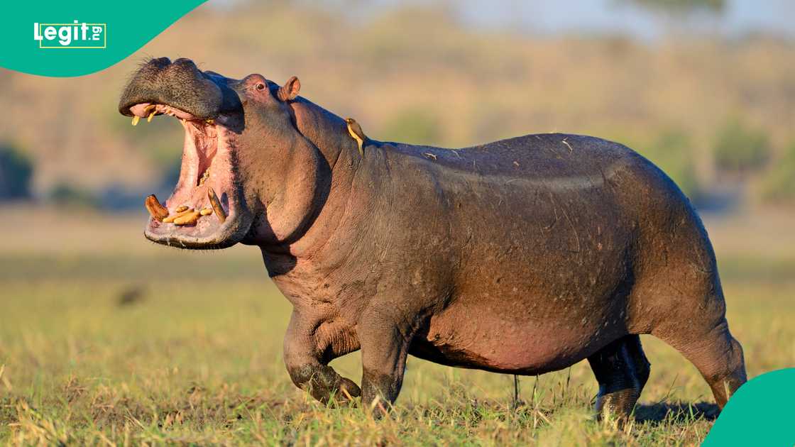 Farmers and fishermen in Yauri, Kebbi state kill deadly Hippo Farmers and fishermen in Yauri, Kebbi state kill deadly Hippo