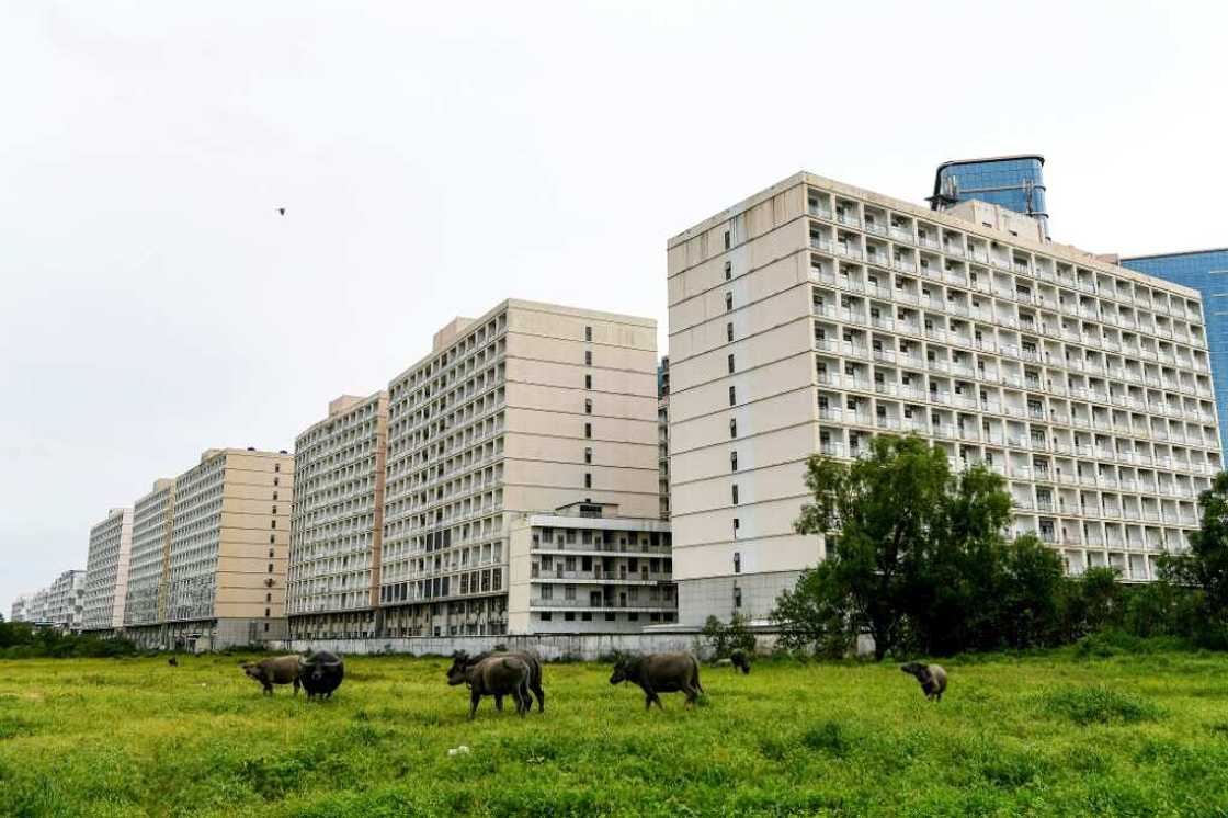 Buffalos walk in a field in front of the empty buildings of in the Chinatown district in Sihanoukville Buffalos walk in a field in front of the empty buildings of in the Chinatown district in Sihanoukville