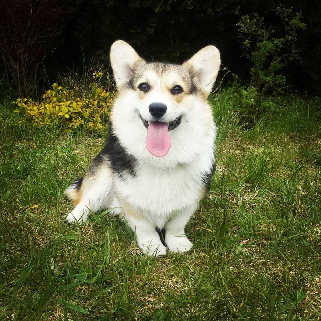 worlds cutest dog worlds cutest dog