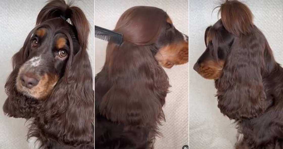 Dog with long hair Dog with long hair