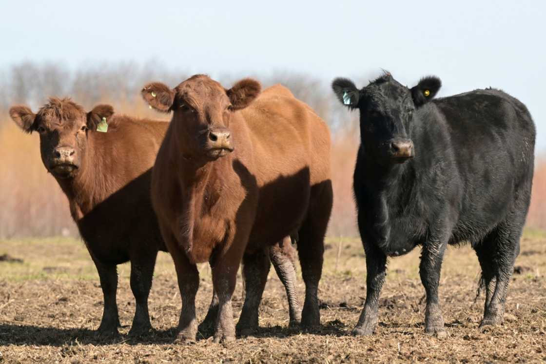 Argentina farmers have broadly welcomed President Javier Milei's free-market revolution but say his freeze on public works is damaging infrastructure needed to get goods to global markets Argentina farmers have broadly welcomed President Javier Milei's free-market revolution but say his freeze on public works is damaging infrastructure needed to get goods to global markets