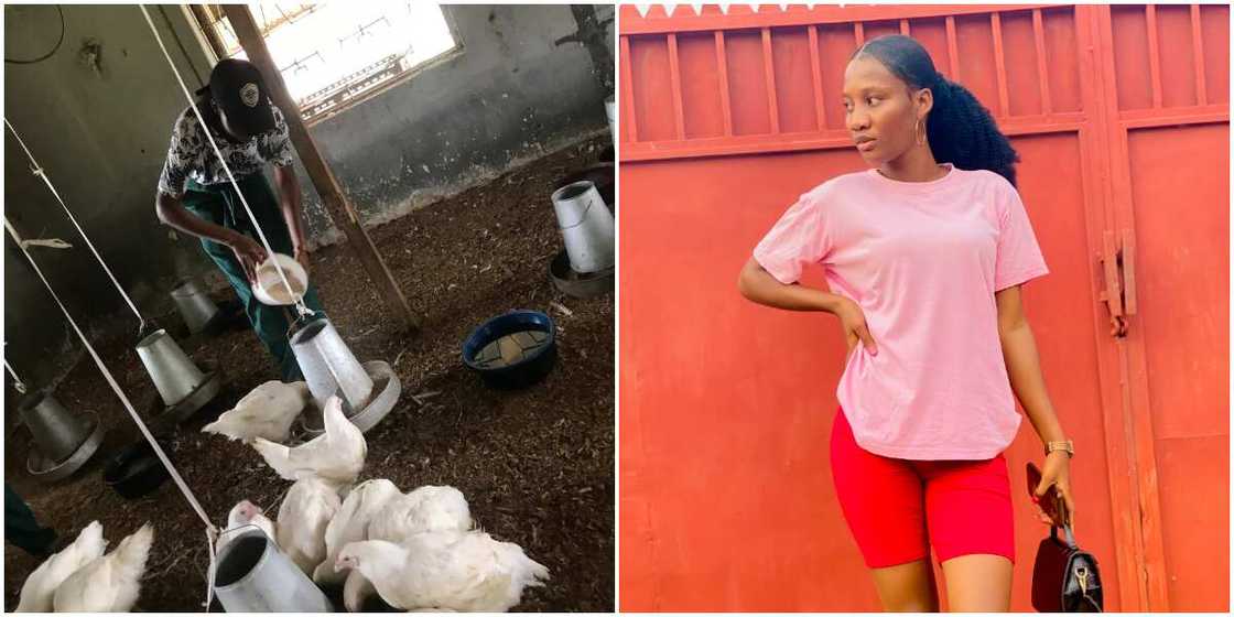 Beautiful Nigerian Lady Showcases Her Hustle as a Chicken Farmer Without Shame, Photos Cause Huge Stir