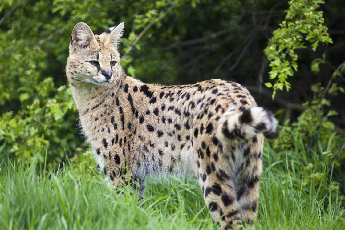 Serval cat standing in a bush