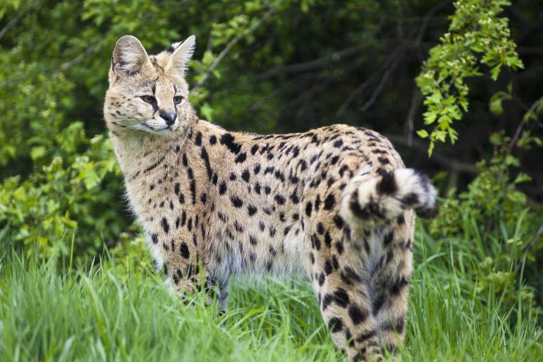 Serval cat standing in a bush Serval cat standing in a bush