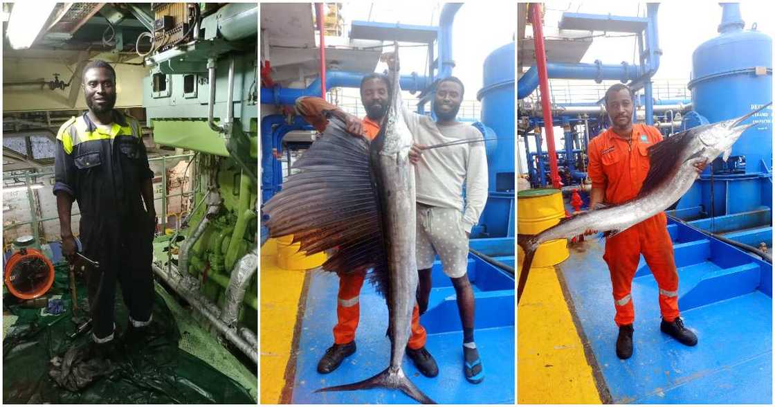 Honeycomb fish, big sailfish, golden fish Honeycomb fish, big sailfish, golden fish