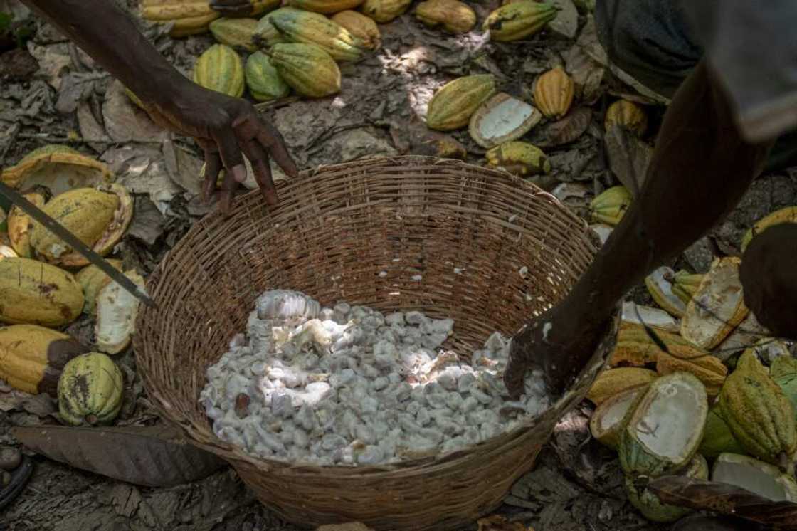 Higher production costs and the Ghanaian currency's fall have hurt cocoa farmers