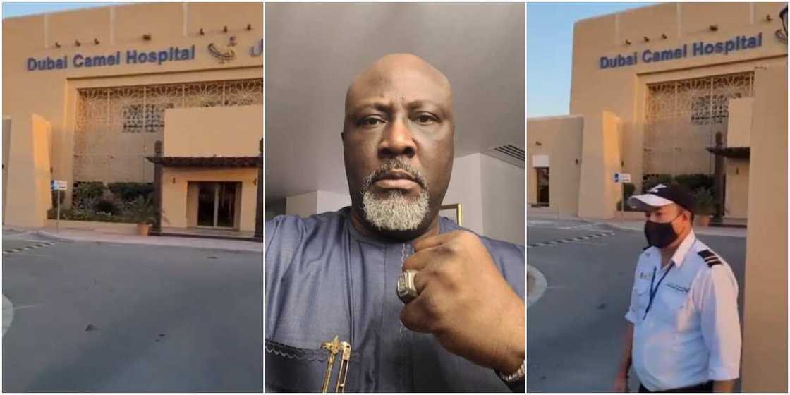 Dino Melaye expresses surprise at seeing hospital for camels in Dubai, many react as ex-lawmaker shares video